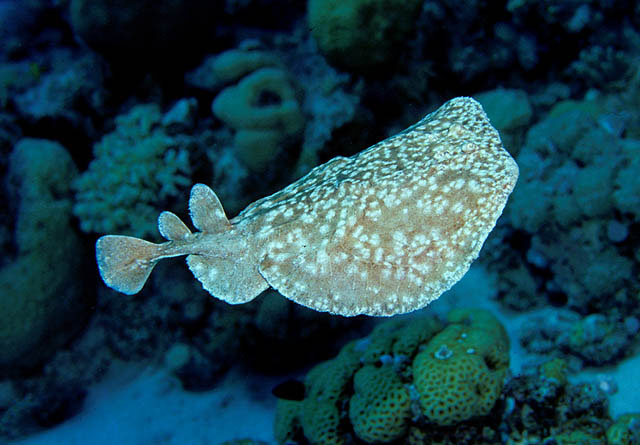 Torpedo panthera (Torpedine festonata)